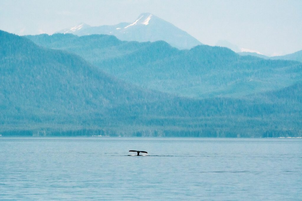Alaska Eine Aufnahme von einem Wal vor der Küste von Alaska.