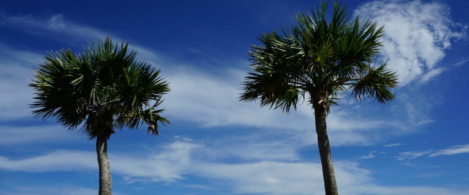 Palmen auf den Bermudainseln in der Nähe von Dobson's Cove